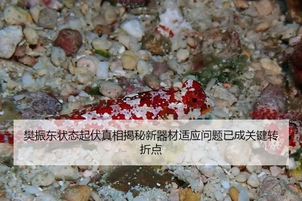 樊振东状态起伏真相揭秘新器材适应问题已成关键转折点